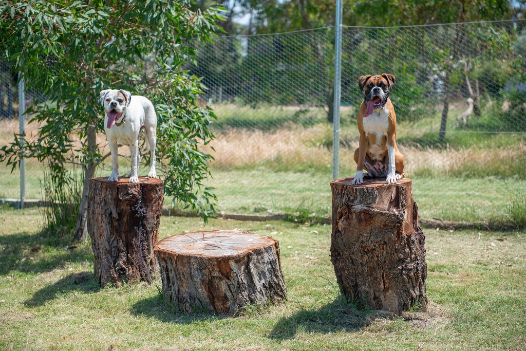 boxers on logs boxers on logs